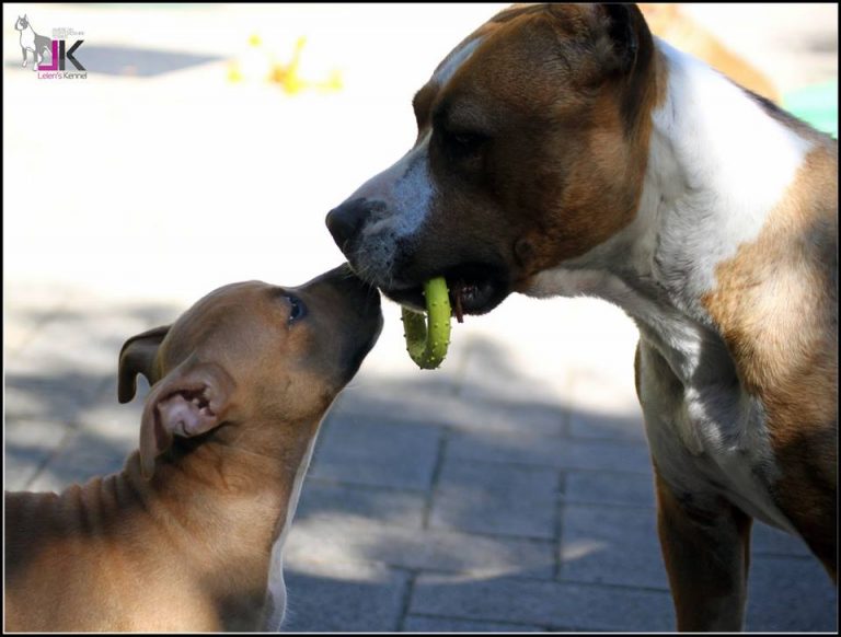 I periodi sensibili nel cane